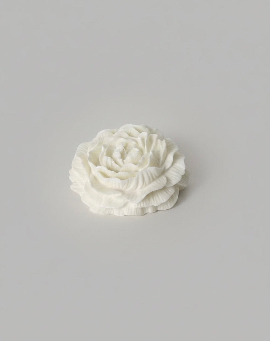 White peony flower on a gray background